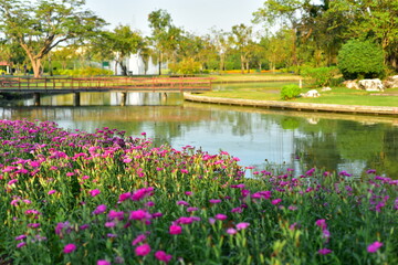 Fototapeta na wymiar Colorful flowers in nature.flowers in the garden.Flower Blooming in the Suan Luang Rama IX Park. 