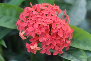 Beautiful Red flowers spike flowers also known as Ashoka flowers
