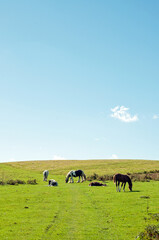Wild horses in the Begwns of Wales.