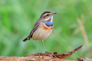Little brown bird with blue marks on its chest chilling expost on timber along grass bush, bluethroat