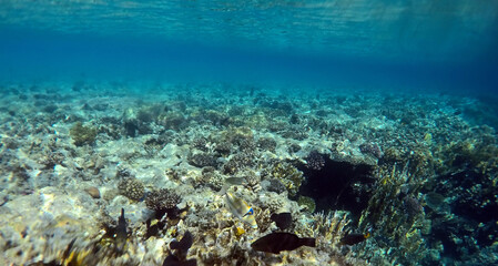 Naklejka na ściany i meble Tropical coral reef. Ecosystem and environment. Red Sea, Egypt. Near Sharm El Sheikh