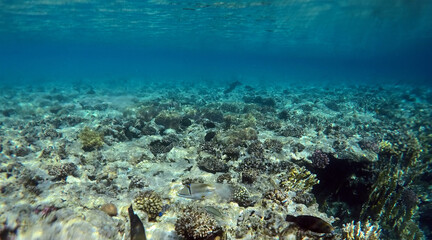 Tropical coral reef. Ecosystem and environment. Red Sea, Egypt. Near Sharm El Sheikh