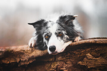 Portrait of a border collie dog posing on a log, sweet eyes, intense look