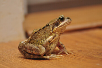 Surprise visit from frog in living room
