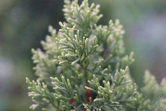Green branch of juniperus virginiana or virginian juniper or eastern juniper
