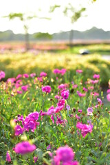 Colorful flowers in nature.flowers in the garden.Flower Blooming in the Suan Luang Rama IX Park. 
