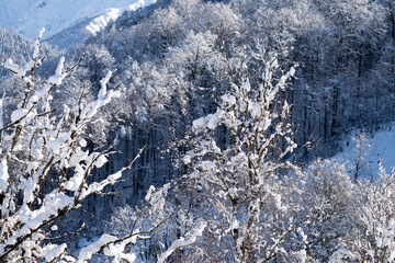  Tree Branches  under the snow in mountains