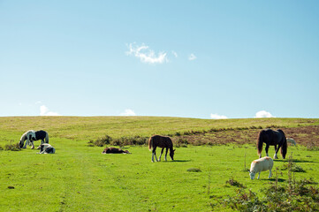 Horses in the Begwyns of Wales landscape