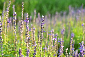 Colorful flowers in nature.flowers in the garden.Flower Blooming in the Suan Luang Rama IX Park. 