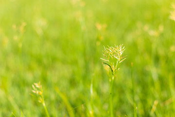 Abstract natural grass background with beautiful bokeh and sunshine.