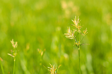 Abstract natural grass background with beautiful bokeh and sunshine.