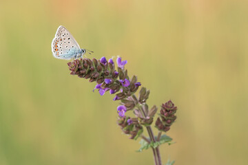 butterfly on a flower