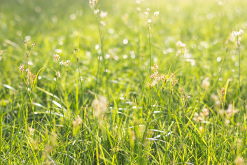 Abstract natural grass background with beautiful bokeh and sunshine.
