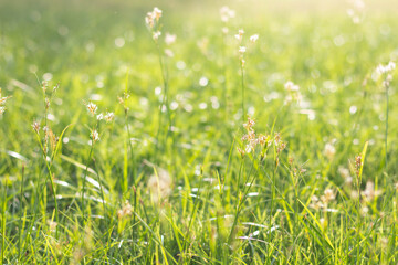 Abstract natural grass background with beautiful bokeh and sunshine.