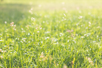Fototapeta premium Abstract natural grass background with beautiful bokeh and sunshine.