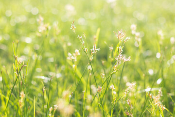 Abstract natural grass background with beautiful bokeh and sunshine.