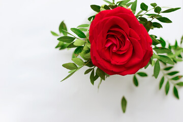 red rose on white background