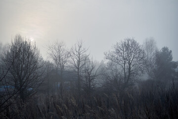 jesienne drzewa ,mgła