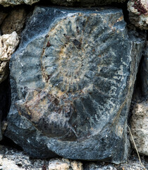 Ammonite fossile à Digne, France