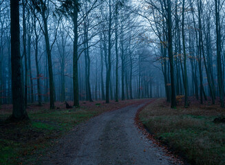 Fototapeta premium Fog Morning in the forest