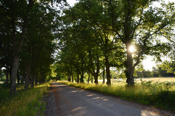 Fototapeta na wymiar Empty rural road surrounded by trees on the countryside with fields next to it. Photo taken in the summer in Sweden.