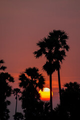 Obraz premium Silhouette Palm Tree Sunset. tropical sunset background