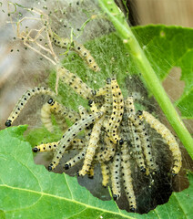 Chenilles en cours de croissance à Digne, France