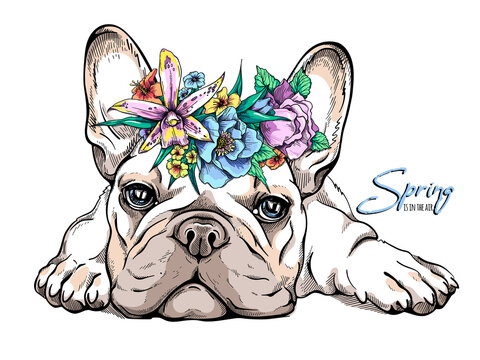 Cute french bulldog puppy in a flower wreath. Spring portrait of a dog. Stylish image for printing on any surface