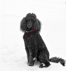 Black Standard Poodle, middle-aged female for walk