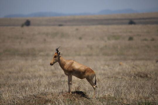 deer in the wild