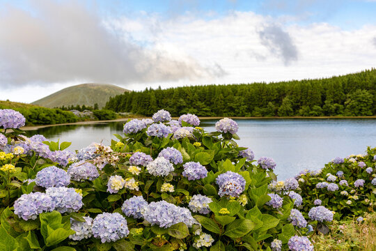 Beautiful crater lake - Lagoa da Lomba - with the typical island hortensia on Flores Island in the Azores. Flores is part of the Azores, an island group in the Atlantic belonging to Portugal.