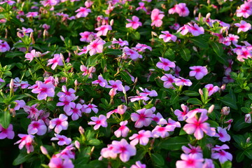 Colorful flowers in nature.flowers in the garden.Flower Blooming in the Suan Luang Rama IX Park. 