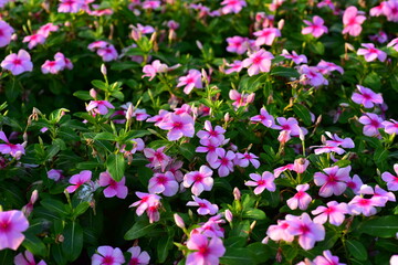 Colorful flowers in nature.flowers in the garden.Flower Blooming in the Suan Luang Rama IX Park. 