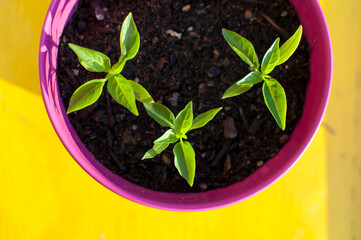 Carolina Reaper Pepper potted plant
