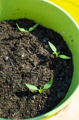 Nu Mex Twilight, Bolivian Rainbow Chili Pepper potted plant