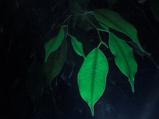 leaves in the dark