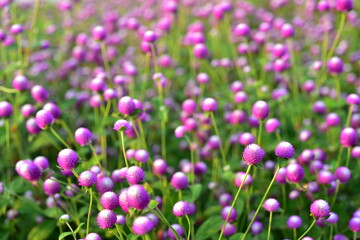 Obraz premium Colorful flowers in nature.flowers in the garden.Flower Blooming in the Suan Luang Rama IX Park. 