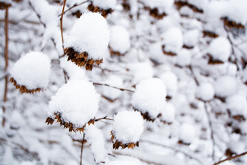 Branches with dry fruits of ninebark covered with snow in winter  close up