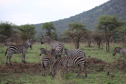 zebras in continent