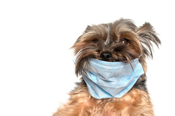 Closeup portrait of pet dog york in protective mask, isolated