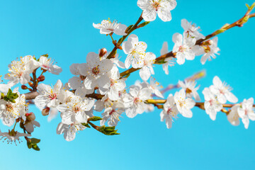 Flowering tree. White cherry plum blossoms on a background of blue sky
