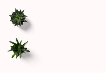 Top view small green cactus plant in pot isolated on white desk background with copy space.
