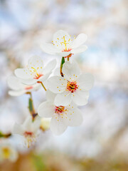 Obraz premium White cherry flowers on a light background