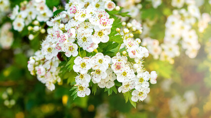 White hawthorn flowers on the bush, hawthorn blossoms
