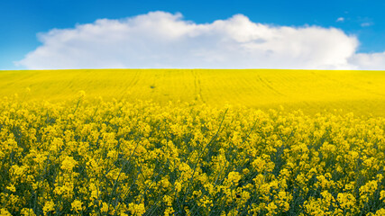 Obraz premium Yellow rapeseed field and blue sky with white cloud