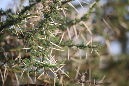 grass in the forest