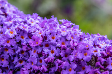 Dew on flowers in the morning