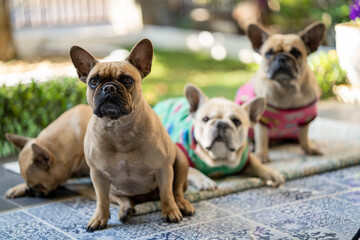 Cute French Bulldog sitting at balcony in morning.