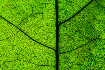Obraz premium Rich green leaf texture see through symmetry vein structure, beautiful nature texture concept, copy space,Leaf,Green Color,Textured,Close-up,Nature,Growth,