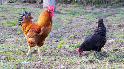 Orange rooster and black chicken in the farm garden
